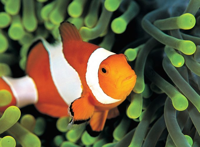 Wallpaper clownfish, underwater, Best Diving Sites, Animals 3107812766
